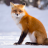 redfox